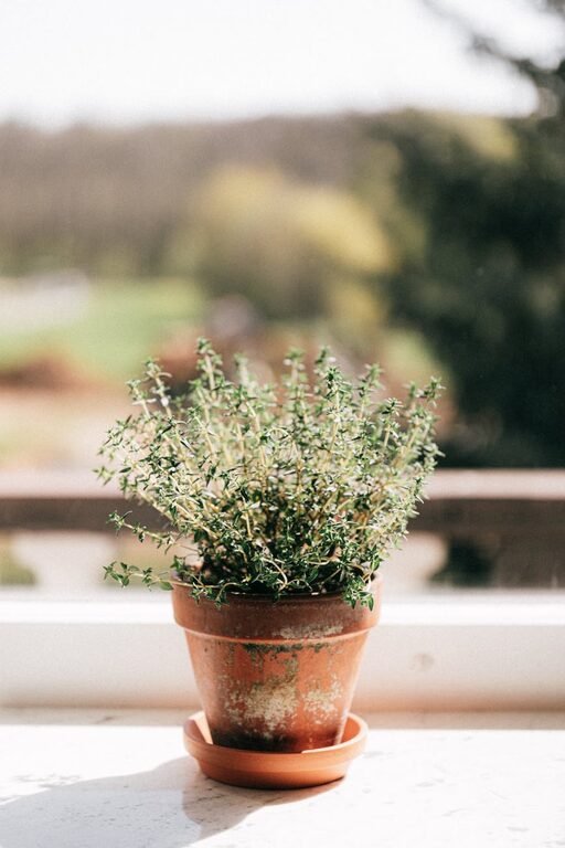 How to Start a Small Herb Garden Indoors: A Beginner’s Guide